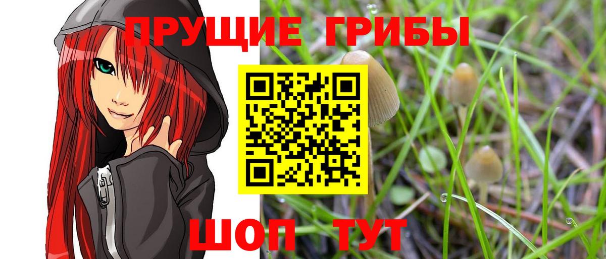 как найти закладки  Вход с VPN  Майский  Галлюциногенные грибы Psilocybe 